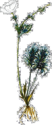 Cacalianthemum - Callianthemum isopyroides